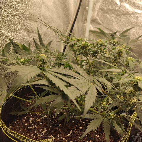Purple Punch auto  growlog timeline photo