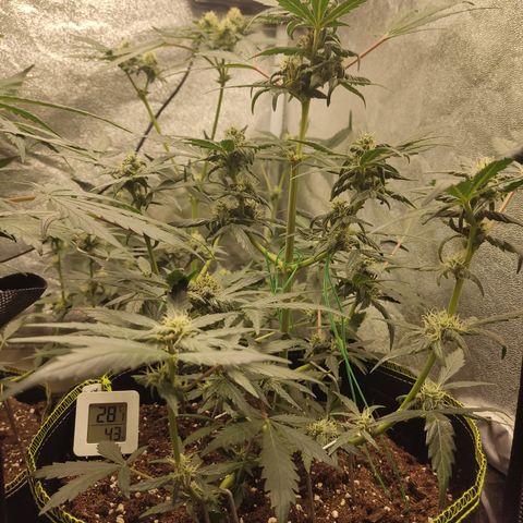 Mimosa x Orange punch auto  growlog timeline photo
