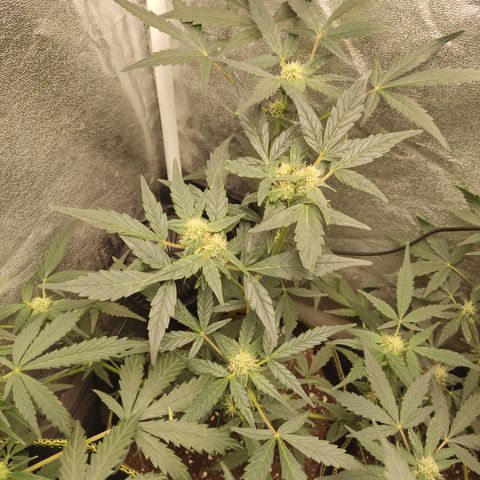 Skywalker OG Auto growlog timeline photo