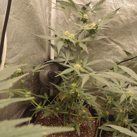 Skywalker OG Auto growlog timeline photo