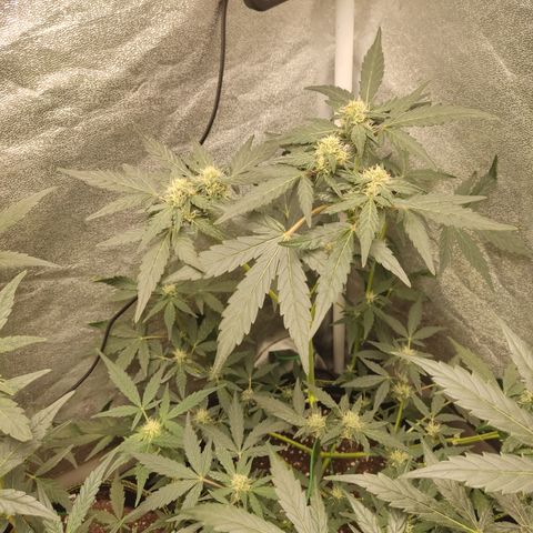 Runtz Auto growlog timeline photo