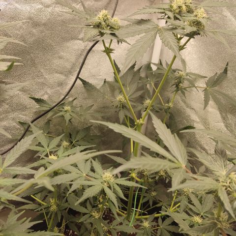 Runtz Auto growlog timeline photo