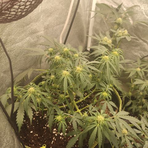 Purple Punch auto  growlog timeline photo
