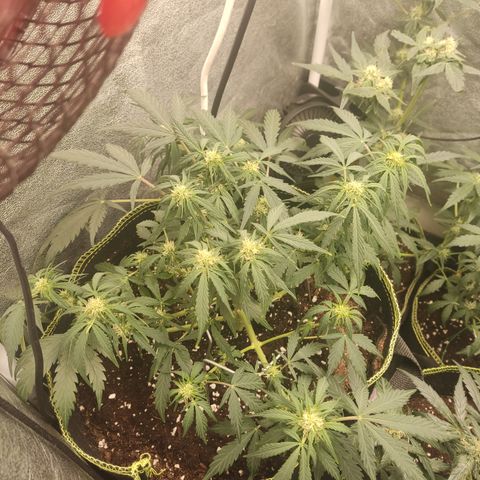 Purple Punch auto  growlog timeline photo