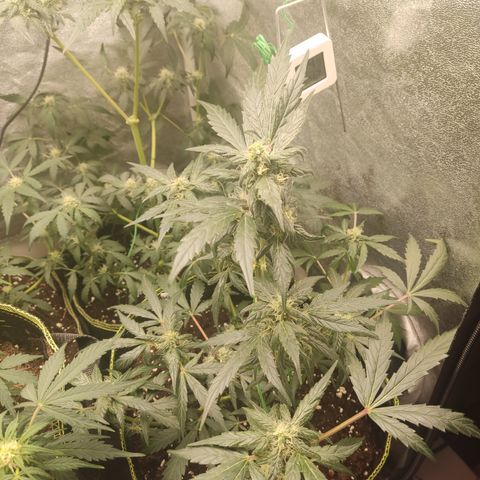 Mimosa x Orange punch auto  growlog timeline photo