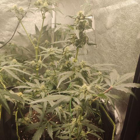 Mimosa x Orange punch auto  growlog timeline photo