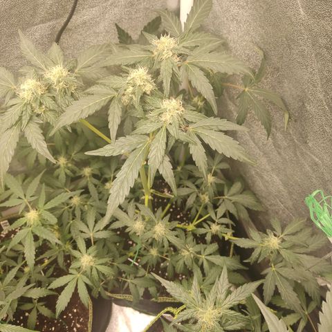 Runtz Auto growlog timeline photo