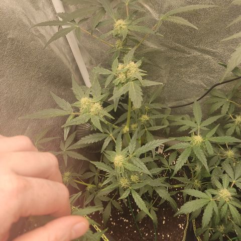 Skywalker OG Auto growlog timeline photo