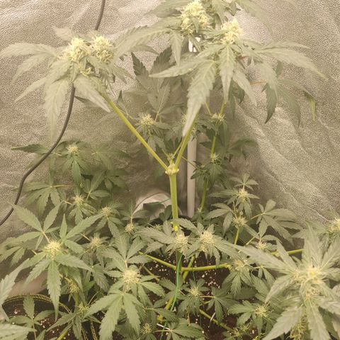 Runtz Auto growlog timeline photo