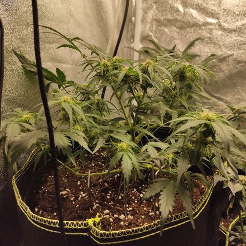 Purple Punch auto  growlog timeline photo