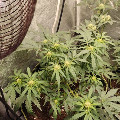 Purple Punch auto  growlog timeline photo