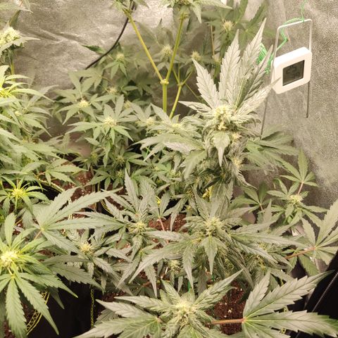 Mimosa x Orange punch auto  growlog timeline photo