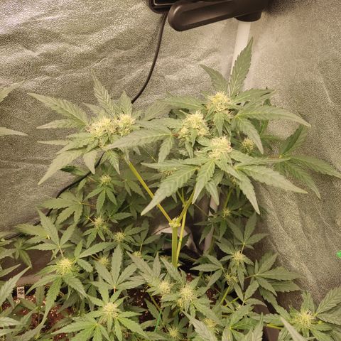 Runtz Auto growlog timeline photo