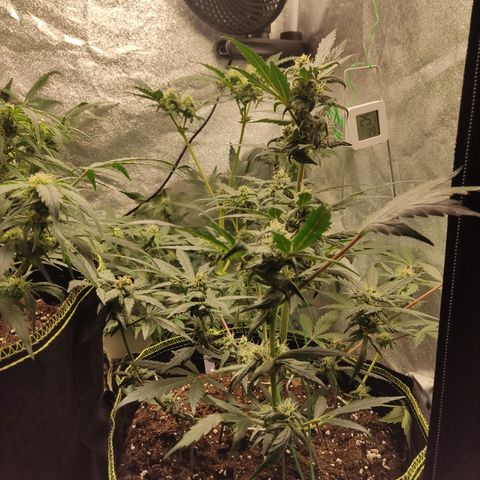 Mimosa x Orange punch auto  growlog timeline photo