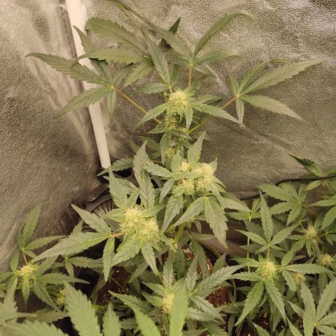 Skywalker OG Auto growlog timeline photo