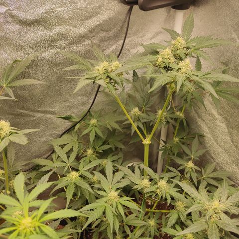 Runtz Auto growlog timeline photo