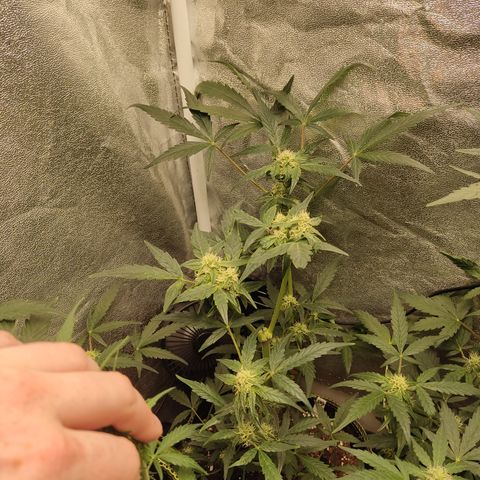 Skywalker OG Auto growlog timeline photo