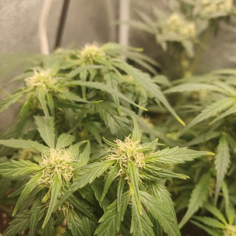 Purple Punch auto  growlog timeline photo