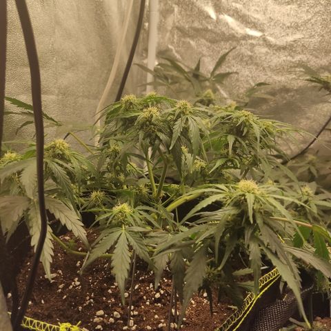 Purple Punch auto  growlog timeline photo