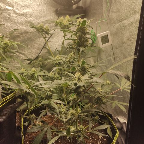 Mimosa x Orange punch auto  growlog timeline photo