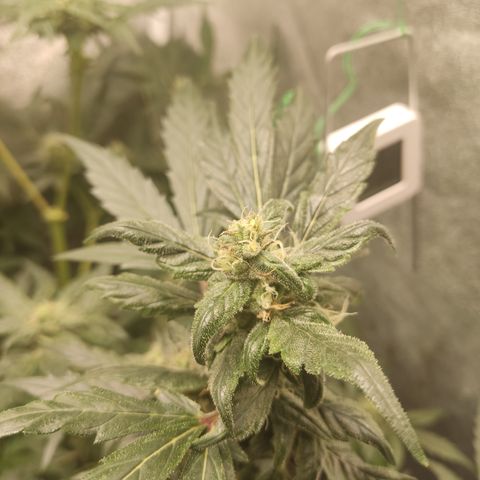Mimosa x Orange punch auto  growlog timeline photo