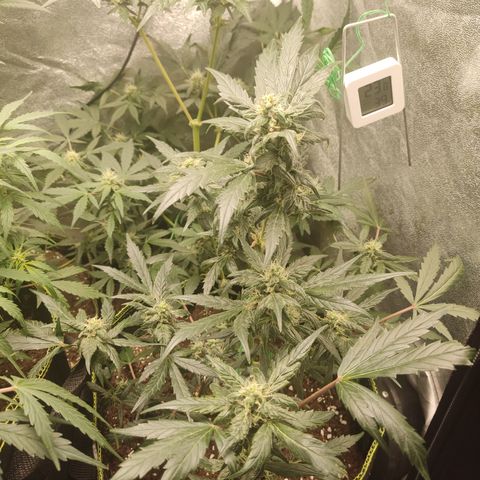 Mimosa x Orange punch auto  growlog timeline photo