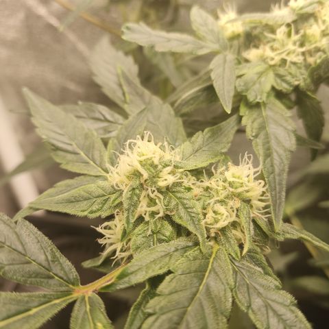 Skywalker OG Auto growlog timeline photo