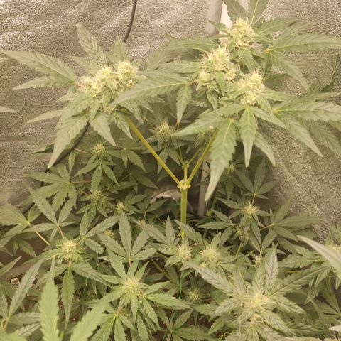 Runtz Auto growlog timeline photo