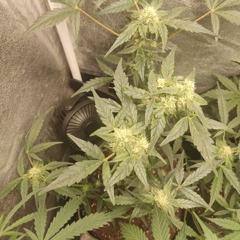 Skywalker OG Auto growlog timeline photo