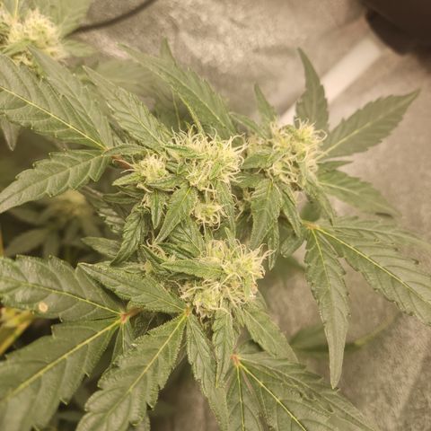 Runtz Auto growlog timeline photo