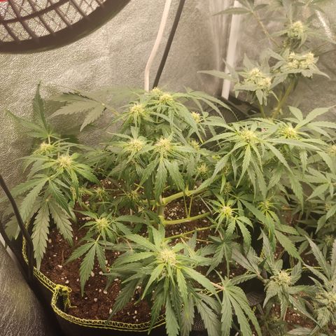 Purple Punch auto  growlog timeline photo