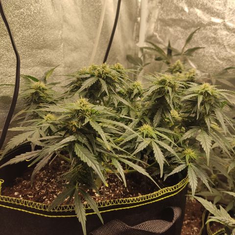 Purple Punch auto  growlog timeline photo