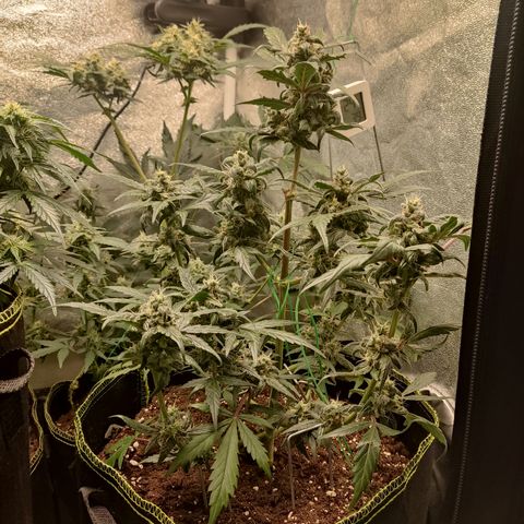 Mimosa x Orange punch auto  growlog timeline photo