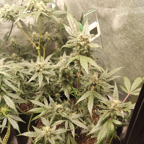 Mimosa x Orange punch auto  growlog timeline photo