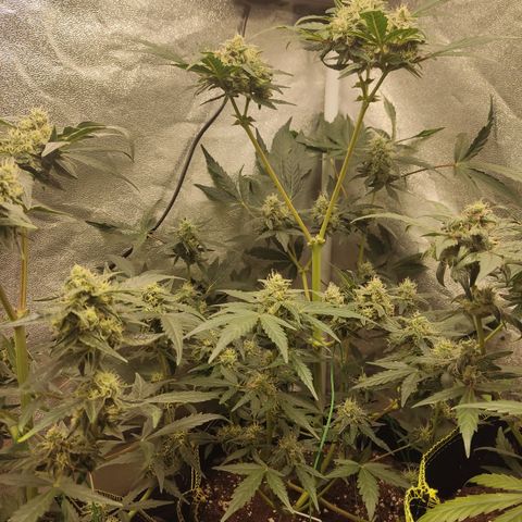 Runtz Auto growlog timeline photo