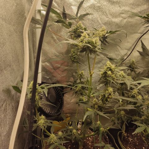 Skywalker OG Auto growlog timeline photo