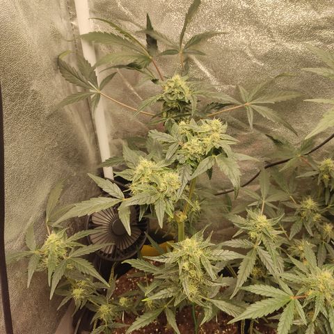 Skywalker OG Auto growlog timeline photo