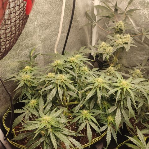 Purple Punch auto  growlog timeline photo