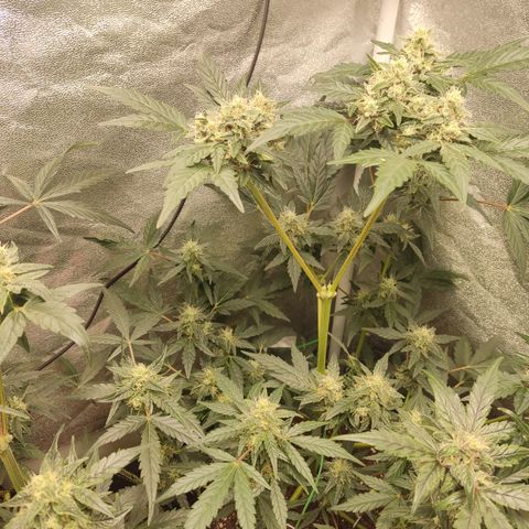 Runtz Auto growlog timeline photo