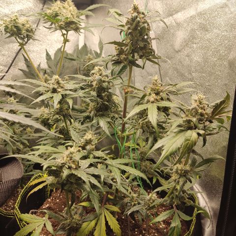 Mimosa x Orange punch auto  growlog timeline photo
