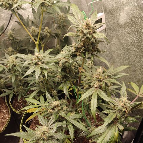 Mimosa x Orange punch auto  growlog timeline photo