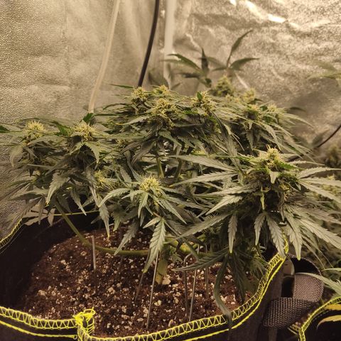 Purple Punch auto  growlog timeline photo