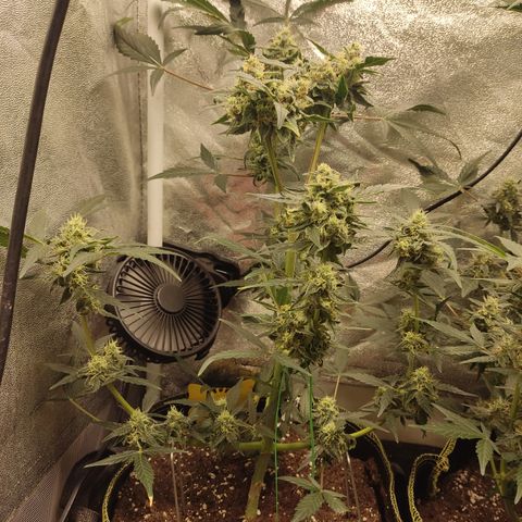 Skywalker OG Auto growlog timeline photo