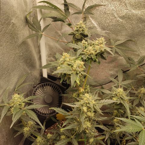 Skywalker OG Auto growlog timeline photo