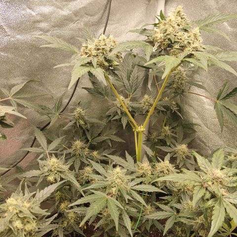 Runtz Auto growlog timeline photo