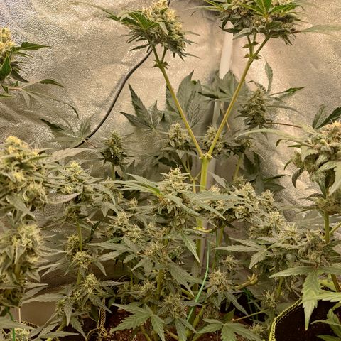 Runtz Auto growlog timeline photo