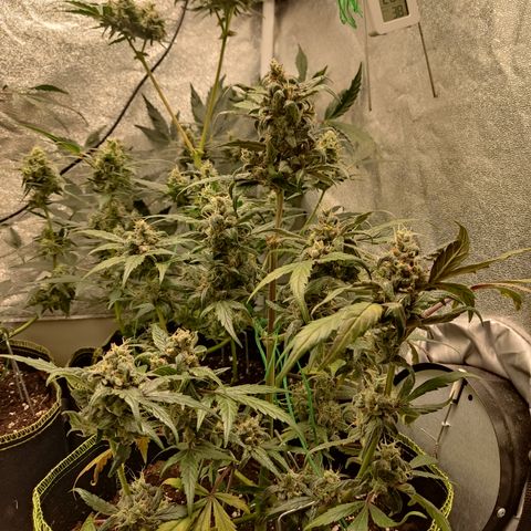 Mimosa x Orange punch auto  growlog timeline photo