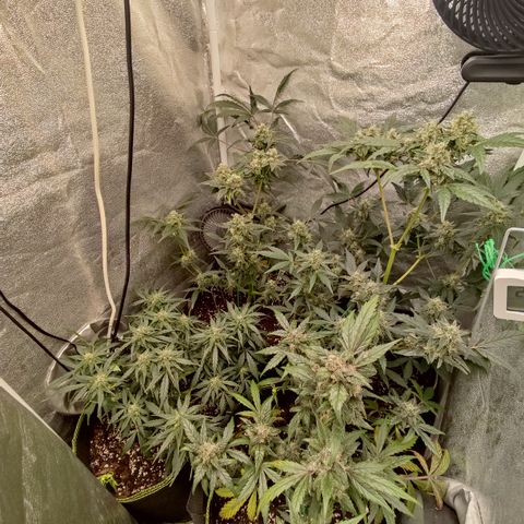 Mimosa x Orange punch auto  growlog timeline photo