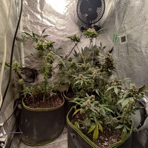 Mimosa x Orange punch auto  growlog timeline photo