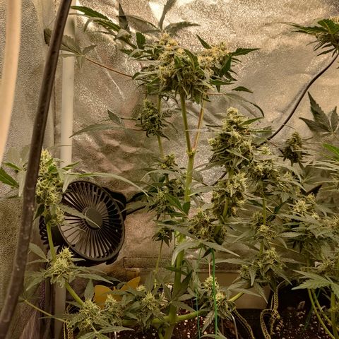 Purple Punch auto  growlog timeline photo